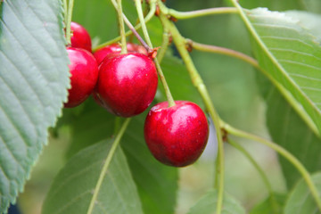 Ripe cherry on branch