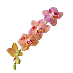 Branch of orchid flowers isolated on white