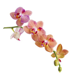 Branch of orchid flowers isolated on white