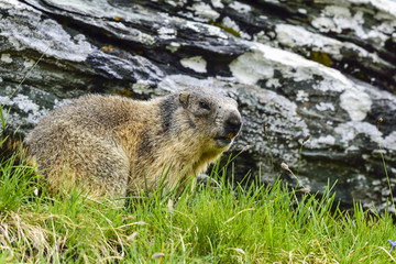 Alpine marmot
