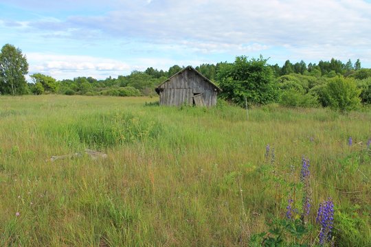 Разрушенный дом в заброшенной деревне на поле летом