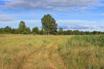 Obraz premium Летнее поле в солнечный день