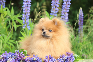 Lovely orangepomeranian spitz in the summer flowers on nature background