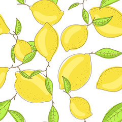 Yellow lemon fruits with leaf on branch white background. Citrus