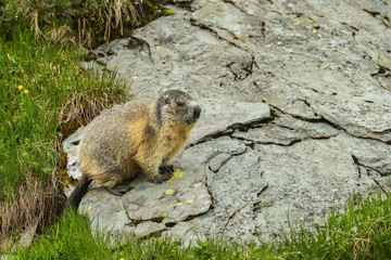 Alpine marmot