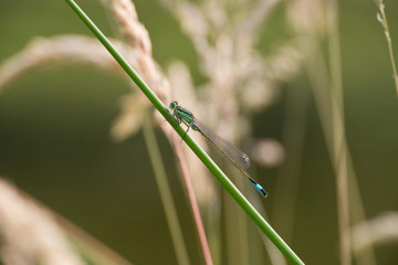 Große Pechlibelle (lat.: Ischnura elegans)