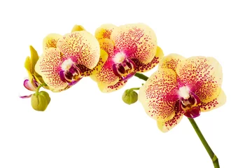 Deurstickers Orchidee Orchideebloemen die op witte achtergrond worden geïsoleerd.