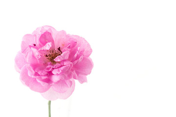 pink rose isolated on white background