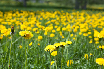 Fototapeta premium dandelion flowers