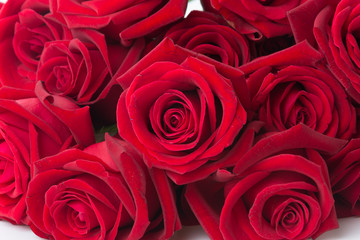 Fototapeta premium red rose isolated on white background