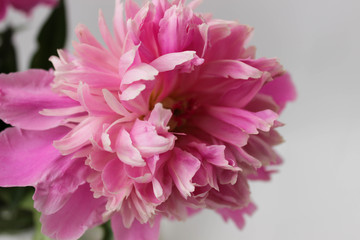 Single pink peony flower over white background