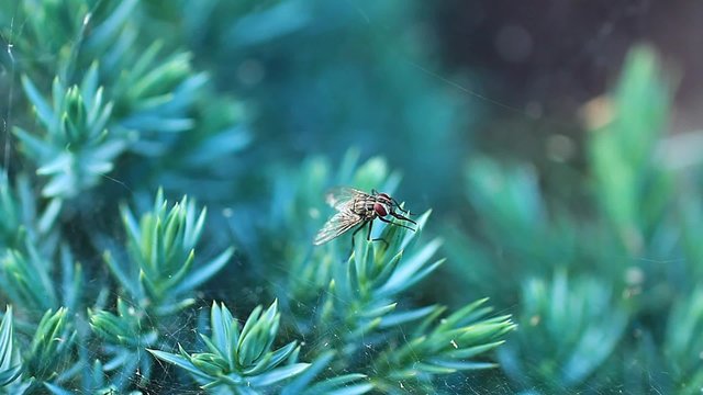 A stable fly dressing up on a conifer