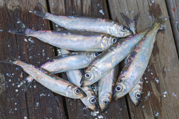 Group of baltic herring