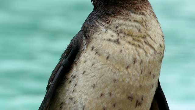 Closer look of the head of the penguin with white geather on the front small beak and brown eyes.