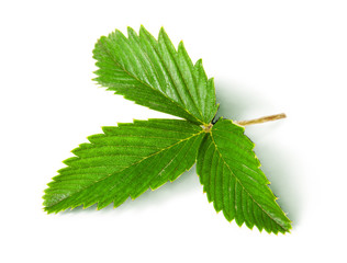 Wild strawberry leaf