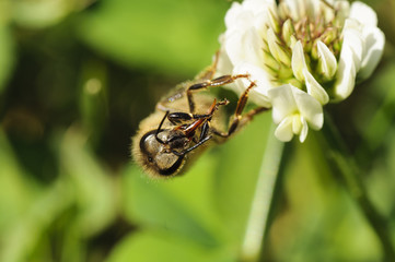 Honey Bees Pollinating Clover