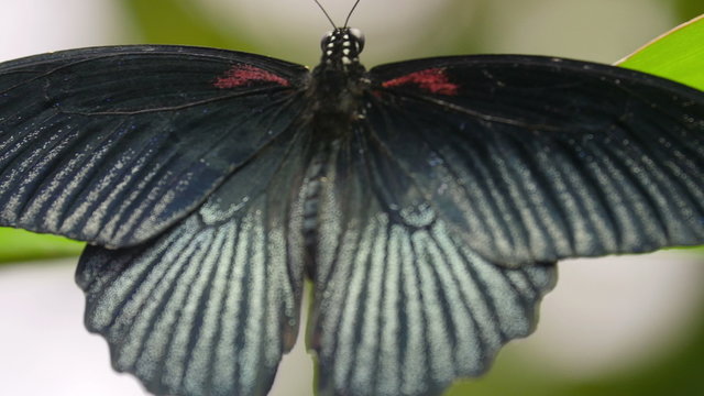 A black back wings of a butterfly. The shiny black wings of the butterfly on a leaf