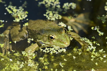 grenouille