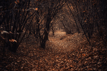 Leśna ścieżka © Aleksandra Madejska