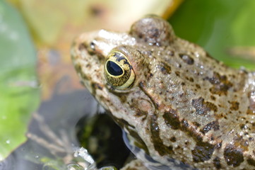 grenouille