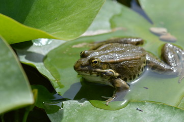grenouille