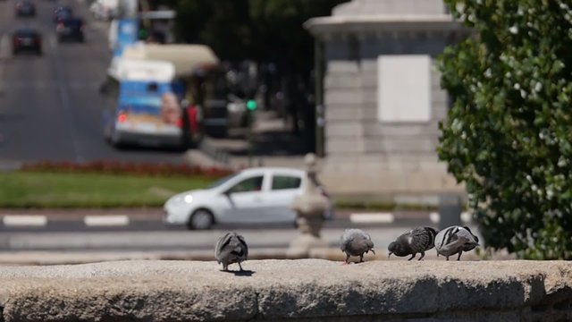 PALOMAS MADRID TRAFICO