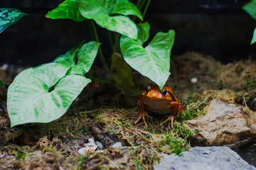 Tomato frog