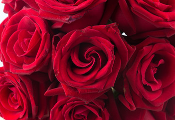 red rose bouquet on white background