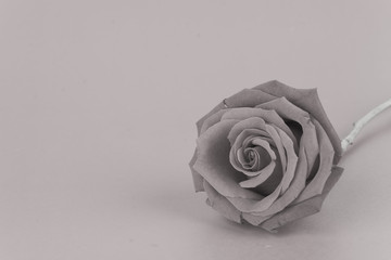 rose on background : black and white