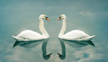 Papier Peint photo Cygne paire de cygnes