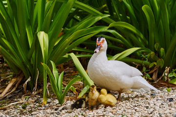 Warzenente mit Nachwuchs