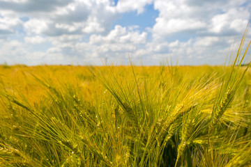 Wheat growing on a sunny field in summer