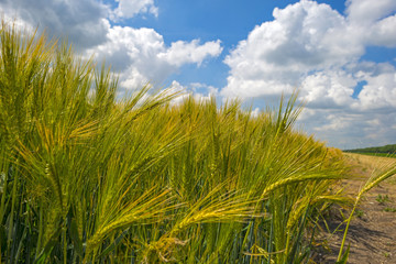Wheat growing on a sunny field in summer