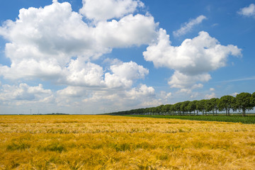 Wheat growing on a sunny field in summer