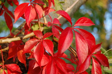 Red coloured virginia creeper (Wilder Wein)