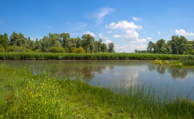 Wild flowers along a lake in summer