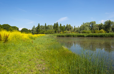 Wild flowers along a lake in summer