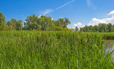 Reed along a lake in summer