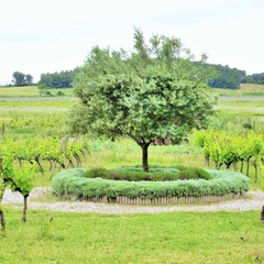 Fototapeta na wymiar olive tree in vineyard
