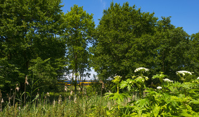 Cow parsnip along a road in summer