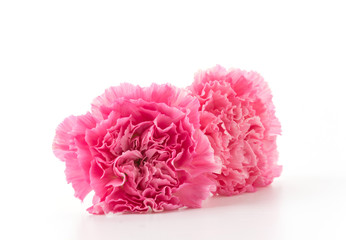 pink carnations flower