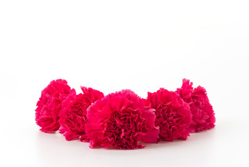 red carnations flower