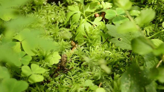 kleiner, winziger Frosch/Kr&ouml;te h&uuml;pft im Wald