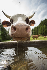 cow drinking water - 86075684