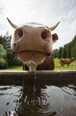 cow drinking water - 86075814