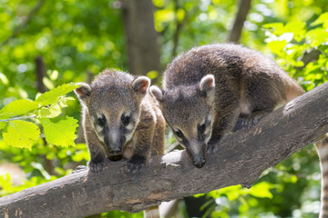 South American coati (Nasua nasua) baby