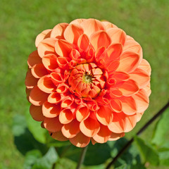 Dahlie
