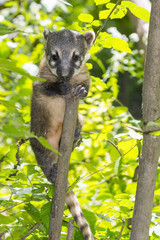 South American coati (Nasua nasua) baby