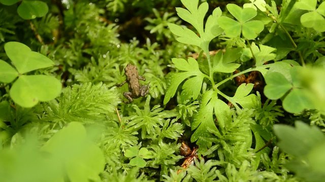 kleiner, winziger Frosch/Kr&ouml;te h&uuml;pft im Wald