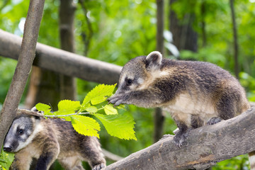 Obraz premium South American coati (Nasua nasua) baby